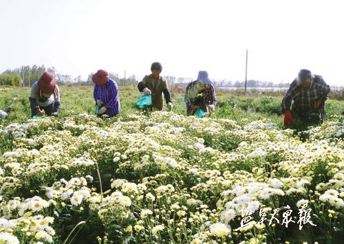 盐城洋马菊花产量占全国7成 农民田间采菊忙