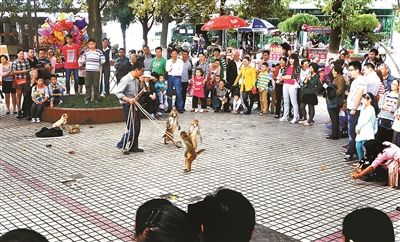 新野耍猴人遭遇现代文明改武戏 训练猴子打自