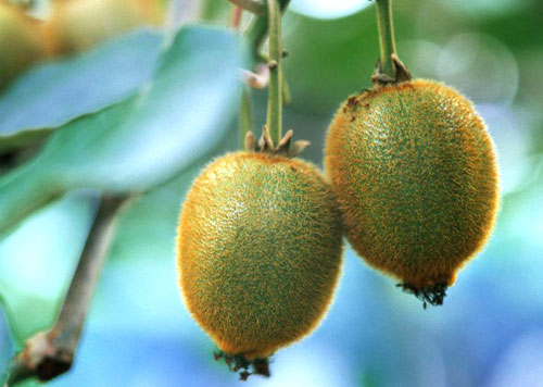 饮食养生：芒果防皱纹 8种水果媲美保健品