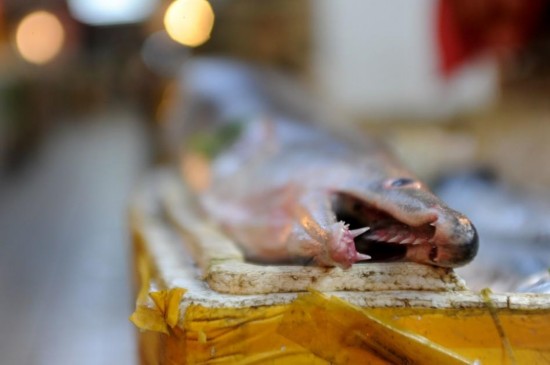 青岛渔民捕获近两米长巨型海鳗鱼