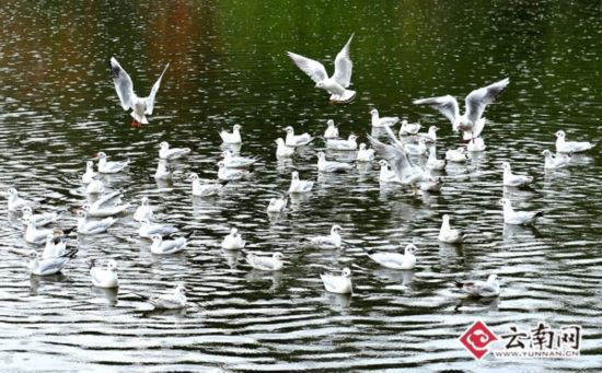 红嘴鸥小分队抵达昆明翠湖 预计本周五可买到鸥粮