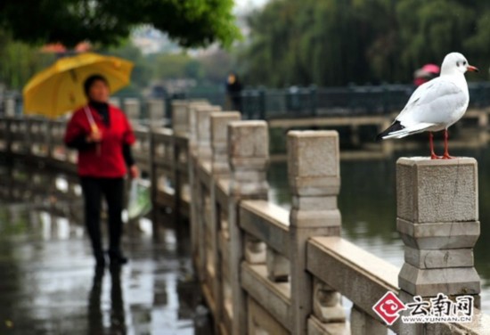 红嘴鸥小分队抵达昆明翠湖 预计本周五可买到鸥粮