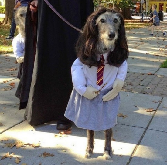 动物也疯狂:万圣节萌宠装扮来袭【组图】【13