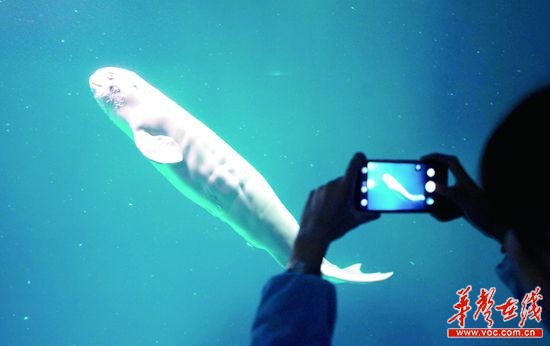 长沙诞生国内第一只白鲸宝宝