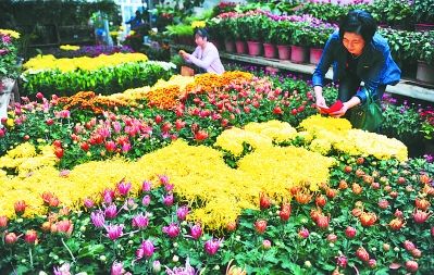 裕丰花市秋菊争艳