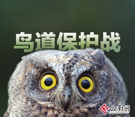 每年253种候鸟经过境 云南多地联合开展“鸟道保护战”