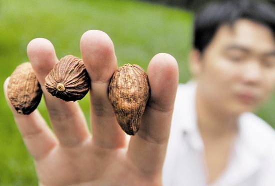 火锅吃了还想吃 难道真的加了罂粟粉吗