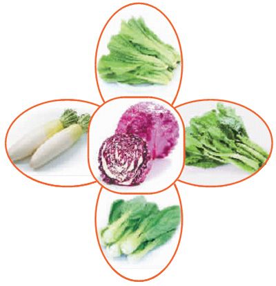 芥菜补钙小白菜护眼 十字花科蔬菜的绝活--人民网食品频道--人民网