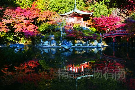 城市| 做最長情的紅葉狩
