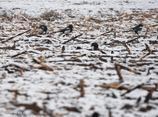 **CHINA-SHANXI-SNOWFALL (CN)