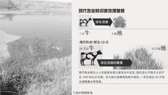 现代牧业违规倾倒牛粪液被罚 污染水塘寸草不