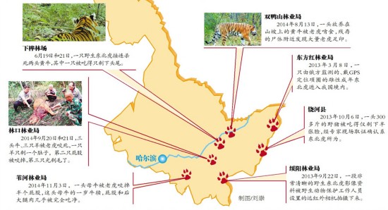 黑龙江省生态渐好转 东北虎率百兽回归