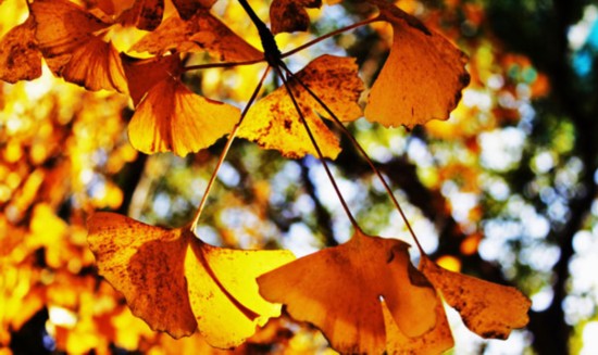 游玩攻略 教你拍美照 银杏拍摄小技巧(图)