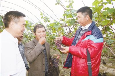 杨梅种植大户黄长贵来到上杭县丰连生态家庭农