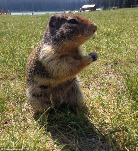 美女与出洞土拨鼠自拍(组图)