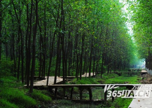 滨湖湿地公园怎么玩 滨湖湿地公园游玩攻略