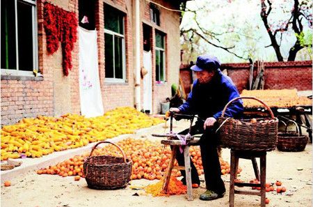 柿子丰收 农民忙着做柿饼