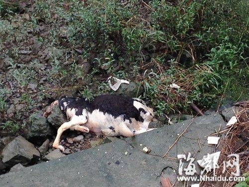 原来休闲道护栏外闽江滩涂上,有一头死牛的尸体搁浅在淤泥上,由于腐烂