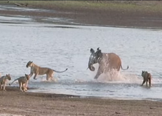 8岁小象发威赶跑14只母狮,成功突围