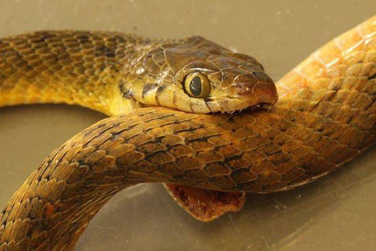 澳大利亚一棕树蛇以自杀方式结束生命