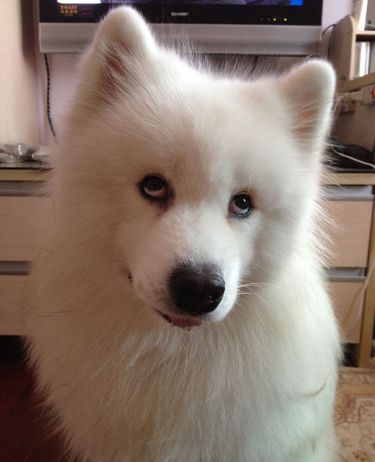 你被狗狗鄙视了吗?