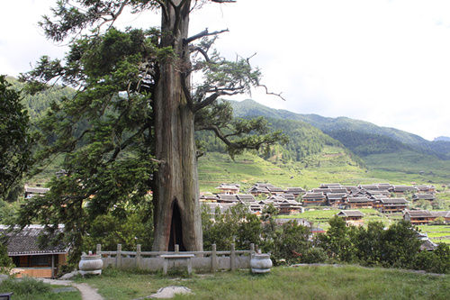 湖南发现1596岁杉树王 树洞可容七八人站立(图)