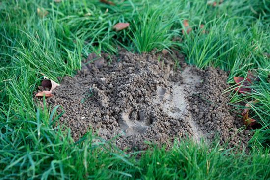 巴黎郊区迪士尼乐园附近发现老虎 60名警察持