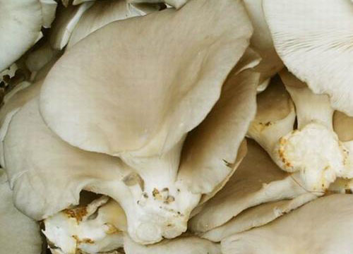 新希望全产业链布局澳洲 新希望