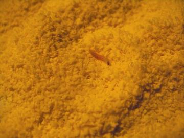 婴儿突然拉肚子 疑因米粉奶粉都有虫