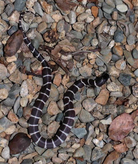 澳大利亚树蛇咬脖自杀 实拍蛇吞蛇恐怖过程(