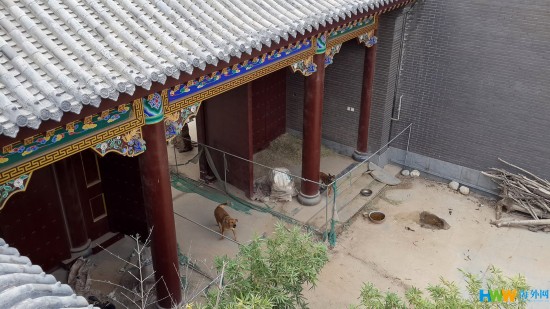 河南省濮阳市黄河东路上的谷俊山“将军府”大门内有两条狗，见到生人便狂吠。