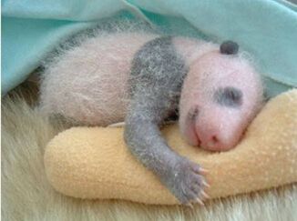 什么是熊猫宝宝病 熊猫宝宝患上皮肤病