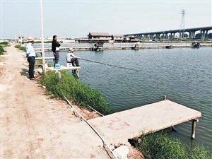 深圳福永百余鱼塘分割海岸线 未来规划受影响