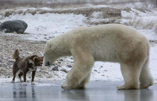 二哈也有威武时 雪橇犬龇牙咆哮吓退巨型北极熊【组图