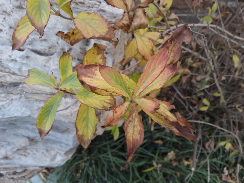 2K+屏极致Hi-Fi指纹识别 MX4 Pro再体验