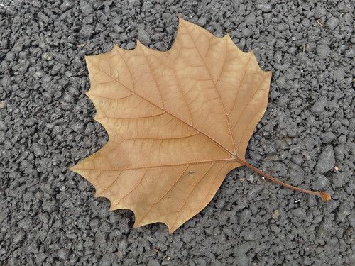 2K+屏极致Hi-Fi指纹识别 MX4 Pro再体验