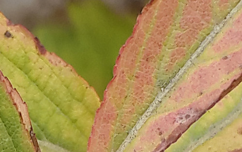 2K+屏极致Hi-Fi指纹识别 MX4 Pro再体验