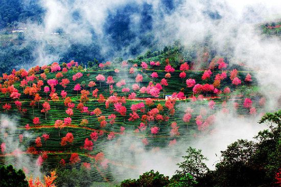 标签: 旅游景点 风景区 无量山樱花谷共多少人浏览:2508624 电话_风景520 标签: 旅游景点 风景区 无量山樱花谷共多少人浏览:2508624 电话