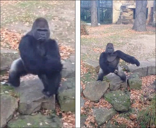 ¹ɰ ʯͷο(ͼ)