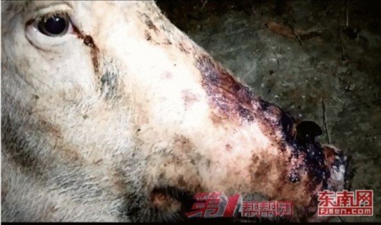 南平一屠宰场为掩饰母猪生病痕迹 割掉母猪乳房【2】