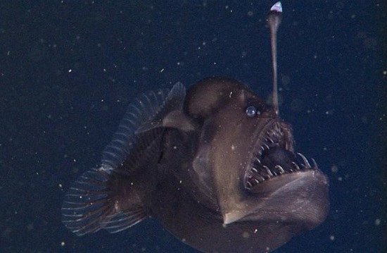 黑角安康鱼长相骇人似魔鬼 盘点深海里的恐