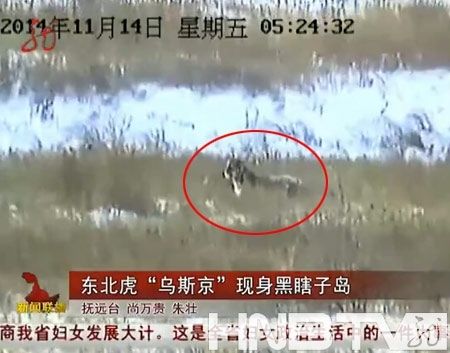 普京放生老虎偷袭黑龙江养殖点 2只山羊被咬死