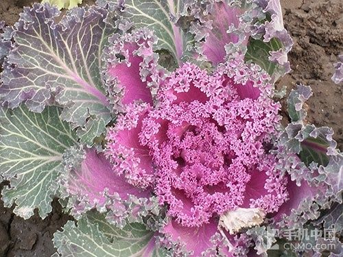 64位八核4G网络 超薄OPPO R5评测