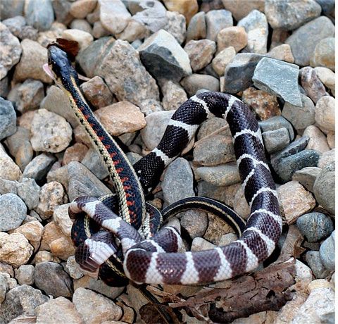 澳大利亚树蛇咬脖自杀 实拍蛇吞蛇恐怖过程(