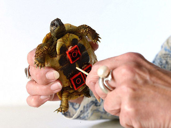 德国残疾小乌龟借助 乐高轮椅 行走自如(图)