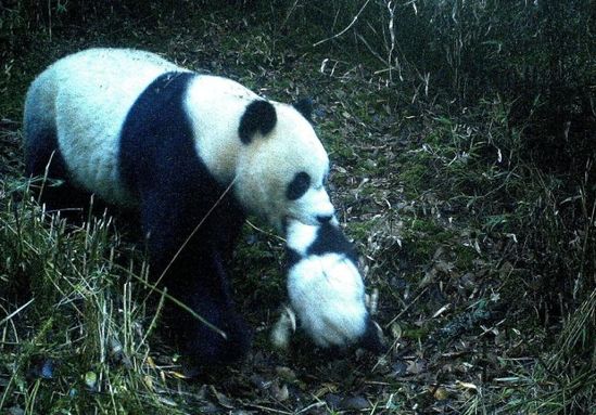 九寨沟首次拍到野生大熊猫叼崽同游画面(图)