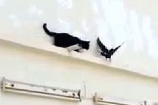 猫鸽大战滑稽视频走红网络引人捧腹(视频)