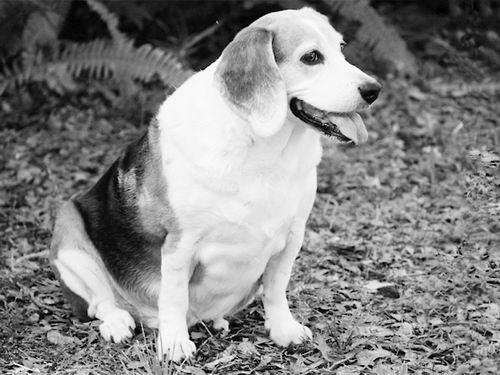 研究发现:胖狗肠道菌群较少