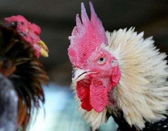 禽流感最新消息:温哥华爆禽流感数千只鸡死亡