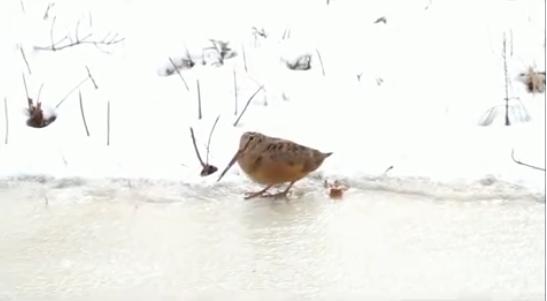 小鸟跳舞视频爆红:节奏感强 毫无违和感(图)